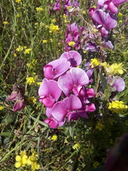 Lathyrus