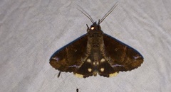 Ercheia