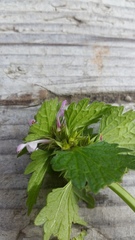 Lamium hybridum
