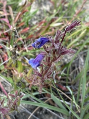 Penstemon gormanii