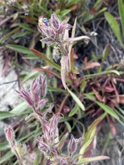 Penstemon gormanii