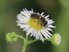 Halictus ligatus