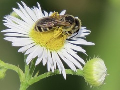 Halictus ligatus