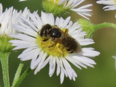 Halictus ligatus