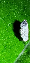 Insecta