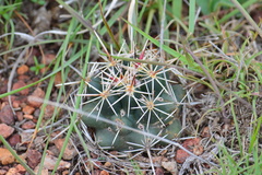 Coryphantha ottonis