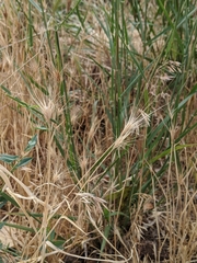 Hordeum vulgare