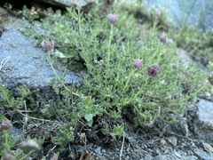 Monardella beneolens