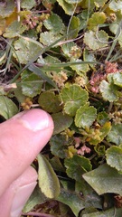 Hydrocotyle microphylla
