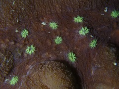 Lobophyllia agaricia