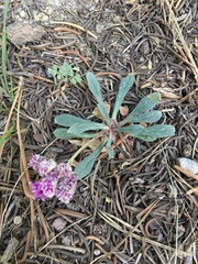 Calyptridium monospermum