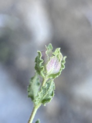 Monardella beneolens