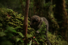 Dromiciops gliroides