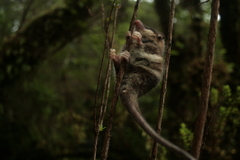 Dromiciops gliroides