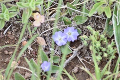 Evolvulus rotundifolius
