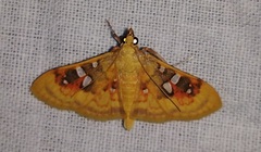 Sameodes pictalis