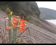 Hippeastrum blossfeldiae