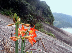 Hippeastrum blossfeldiae