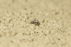 Habronattus altanus