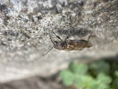 Xylotrechus nauticus