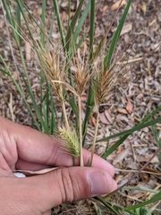 Hordeum pusillum