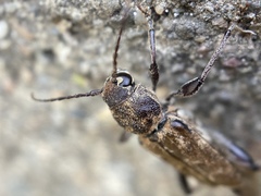 Xylotrechus nauticus