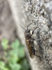 Xylotrechus nauticus