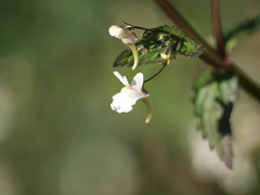 Nemesia floribunda
