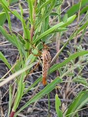 Diogmites angustipennis