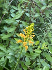 Platanthera chapmanii
