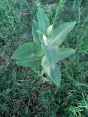 Asclepias speciosa
