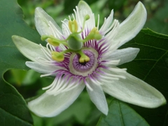Passiflora morifolia