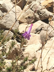 Penstemon scapoides