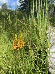 Platanthera chapmanii
