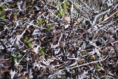 Masonhalea richardsonii