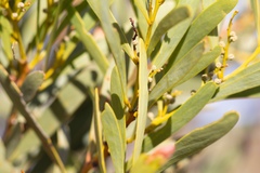 Acacia hakeoides