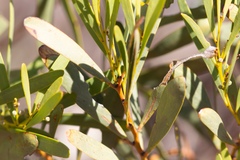 Acacia hakeoides