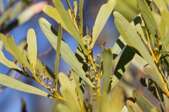 Acacia hakeoides