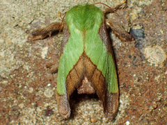 Parasa chloris