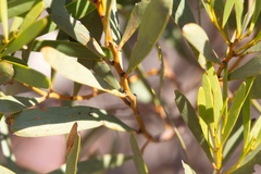 Acacia hakeoides