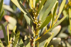 Acacia hakeoides