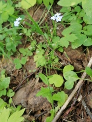 Myosotis krylovii collucata