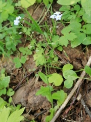 Myosotis krylovii collucata