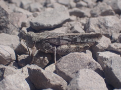 Cratypedes neglectus