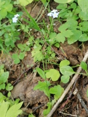 Myosotis krylovii collucata