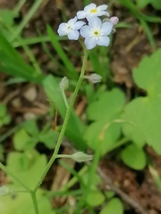 Myosotis krylovii collucata