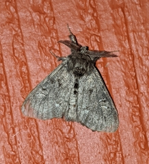 Dasychira grisefacta