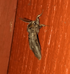 Dasychira grisefacta