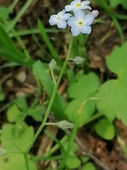 Myosotis krylovii collucata