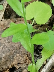 Myosotis krylovii collucata